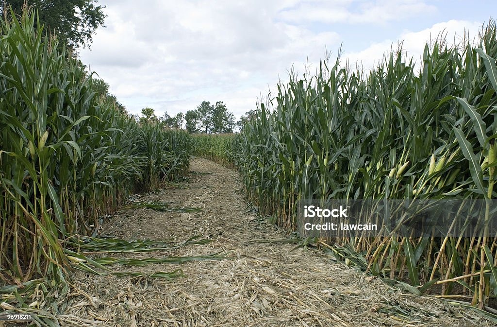 Corn Maze Path  Agricultural Field Stock Photo