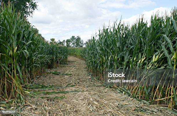 Corn Maze Path Stock Photo - Download Image Now - Agricultural Field, Agriculture, Beginnings