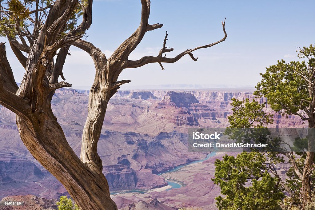 Grand Canyon et de genévrier - Photo de Branche - Partie d'une plante libre de droits