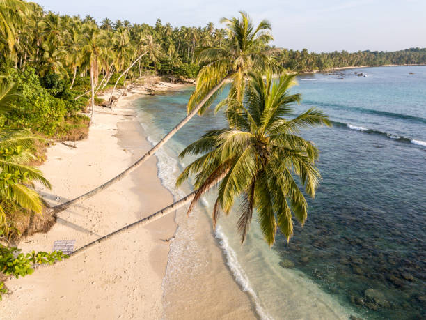 istock Dreamy beach with palm trees and sandy beach 969187212