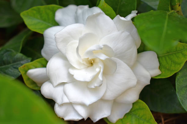istock White Gardenia Flower 969187594