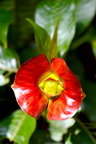 istock Hot Lips FLower, Monteverde, Costa Rica 969188080