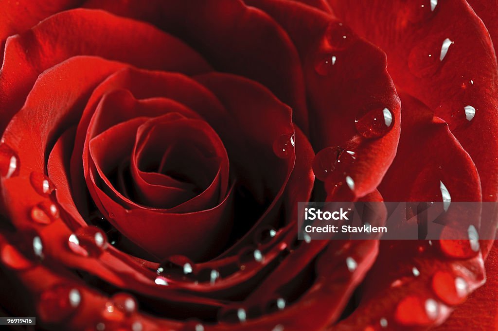 beautiful rose with water drops beautiful close-up rose with water drops Anniversary Stock Photo