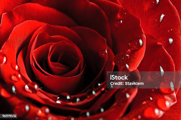 Beautiful Rose With Water Drops Stock Photo - Download Image Now - Anniversary, Backgrounds, Beautiful People