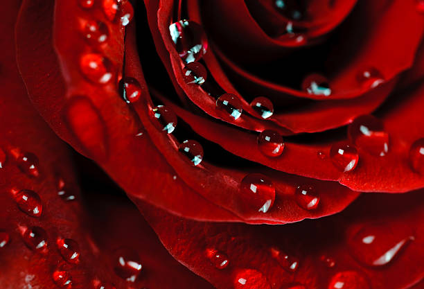 istock beautiful rose with water drops 96919431