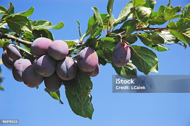 Prugne - Fotografie stock e altre immagini di Agricoltura - Agricoltura, Albero, Alimentazione sana