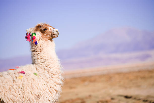 alpaca no deserto - 4811 imagens e fotografias de stock