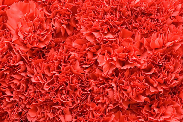 red carnations stock photo