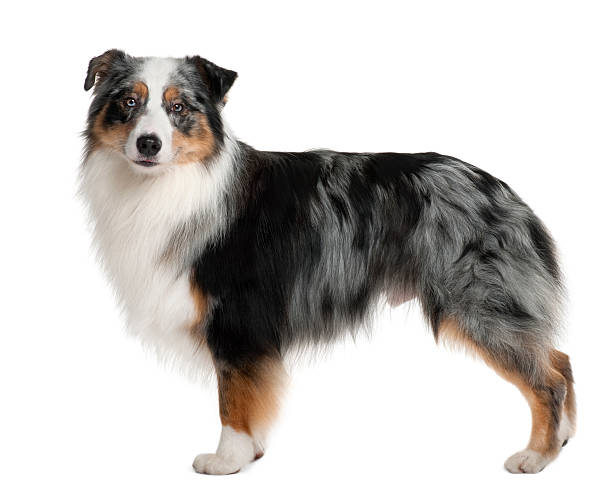 istock Side view of Australian Shepherd dog standing 96920355