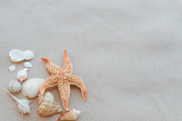 istock Group of beautiful seashell and starfish on Sandy beach background background for summer holiday and vacation concept. 969203846