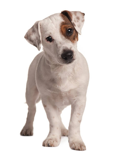 istock Front view of Jack Russell terrier, standing 96920395