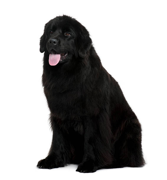 Profile of Newfoundland dog sitting, panting and looking away  newfoundland dog photos stock pictures, royalty-free photos & images