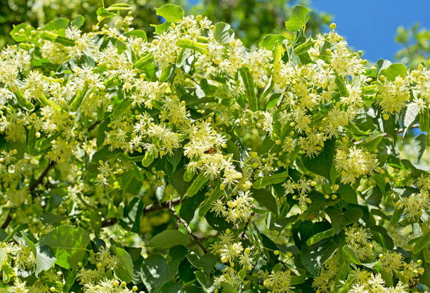 istock Linden flowers on blue sky background on a sunny day 969204194