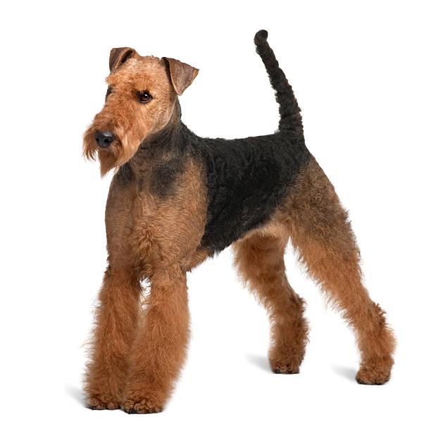 istock Side view of Airedale Terrier, standing and looking away 96920420