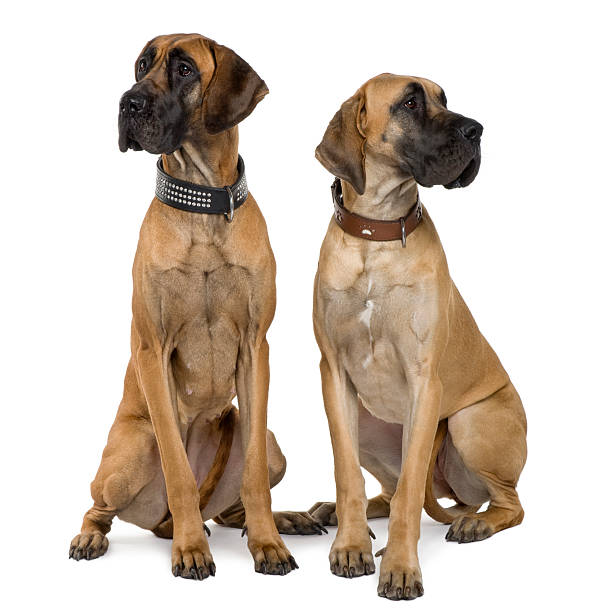 istock Front view of Two Great Danes sitting and looking away 96920423