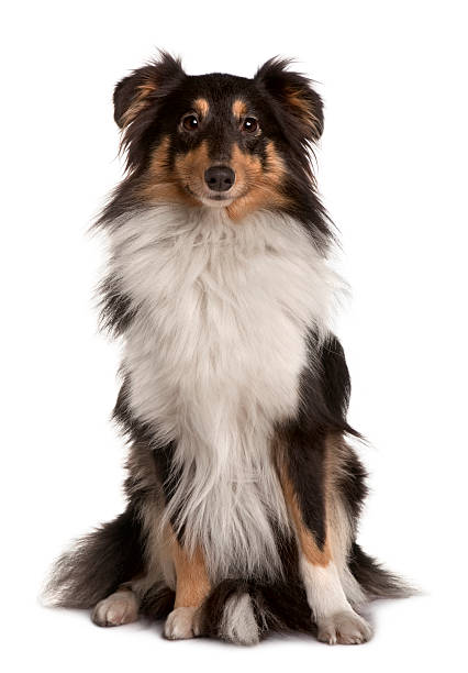 istock Front view of Shetland Sheepdog sitting 96920431