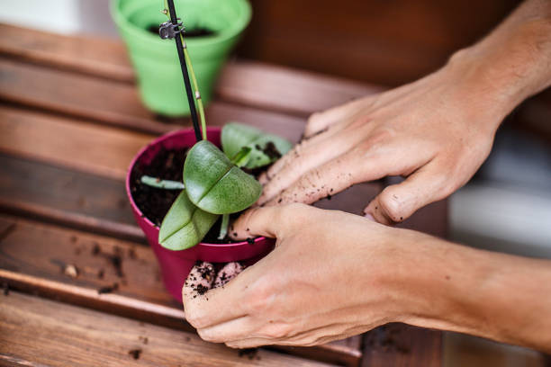 manos preparando una maceta para plantar una orquídea - plantar en maceta fotografías e imágenes de stock