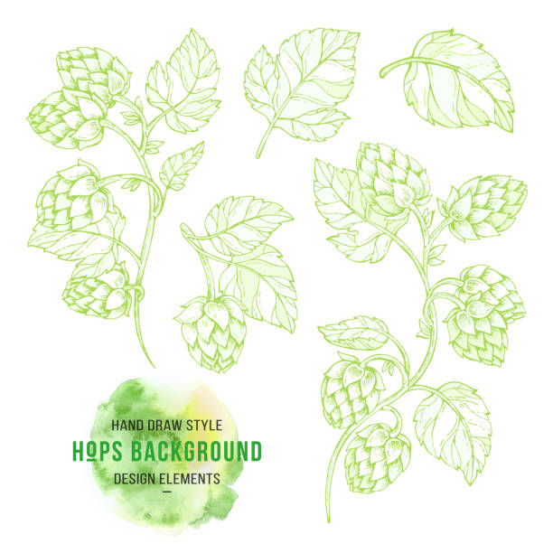 Sketches of hop plant, hop on a branch with leaves in engraving style Hops elements for packing, pattern, beer illustration Sketches of hop plant, hop on a branch with leaves in engraving style water colour beer hops stock illustrations