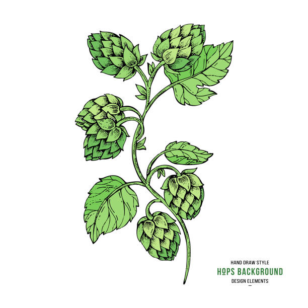 Sketches hop on a branch with leaves in engraving style. Hops elements for packing, pattern, beer illustration Sketches hop on a branch with leaves in engraving style. water colour beer hops stock illustrations