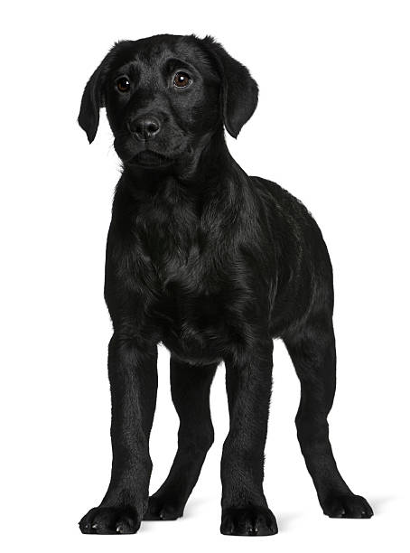 istock Side view of Labrador puppy standing and looking away 96920480