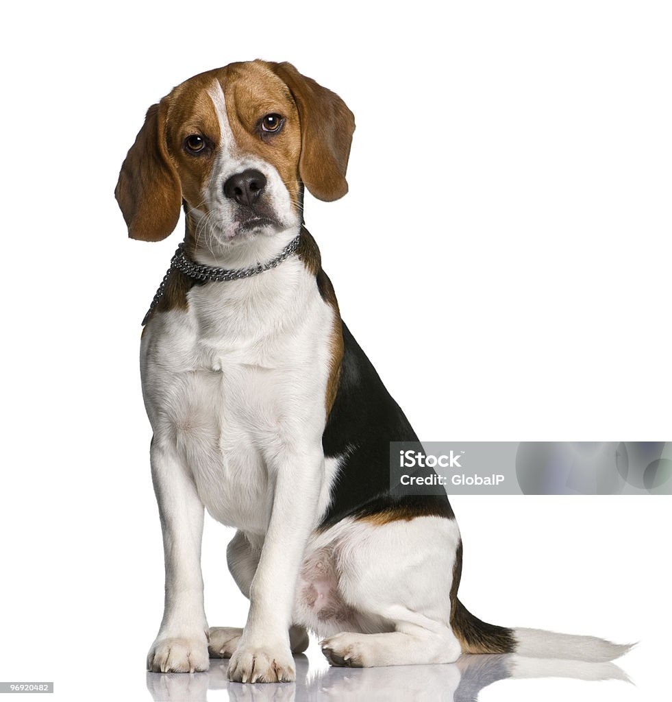 Beagle, sitting and looking at the camera  Beagle Stock Photo
