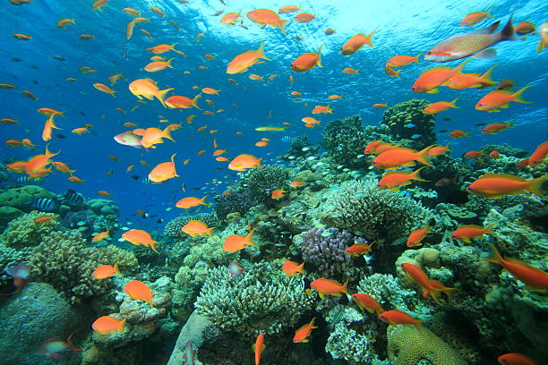 istock Colorful Coral Reef 96920519