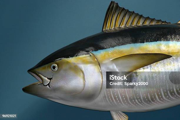 Faszerowany Fish - zdjęcia stockowe i więcej obrazów Bez ludzi - Bez ludzi, Faszerowany, Fotografika
