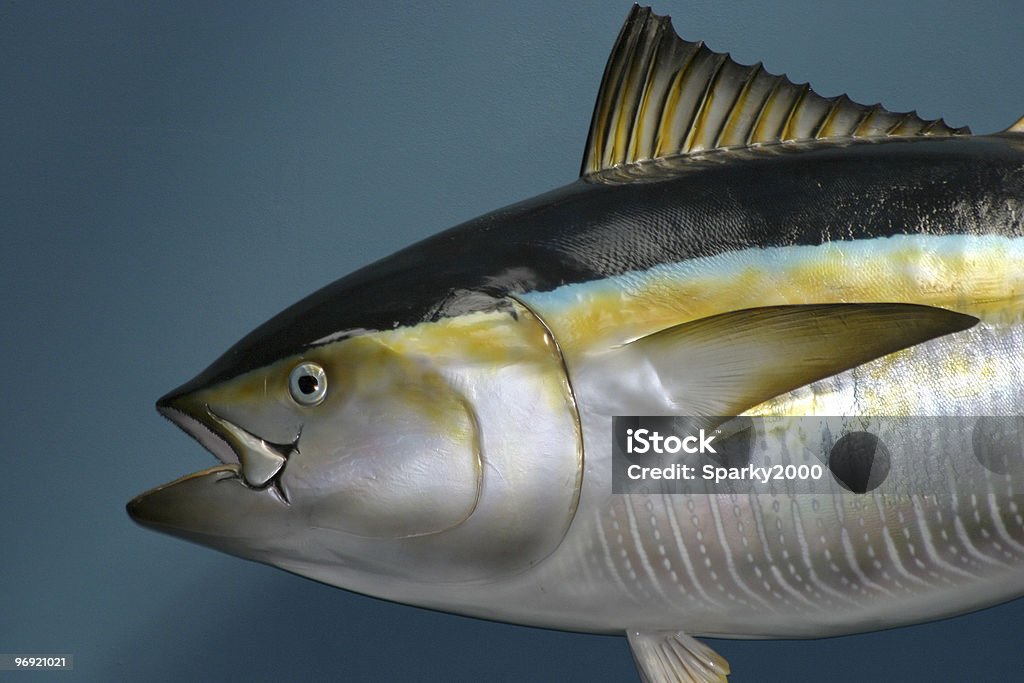 Фаршированный рыба - Стоковые фото Без людей роялти-фри