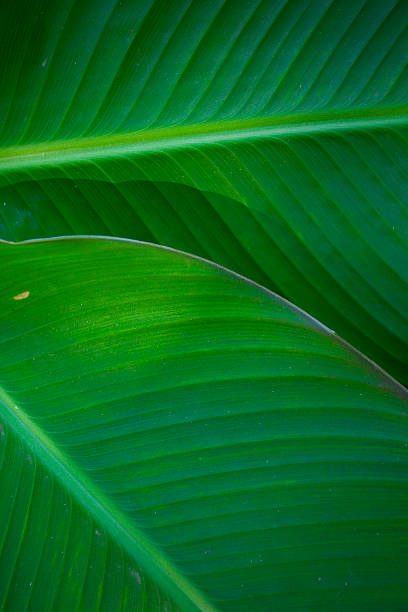 Palm Shadows stock photo