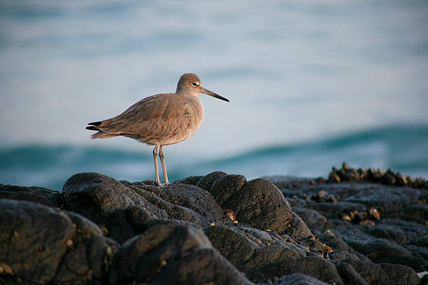 Solitary Sandpiper stock photo