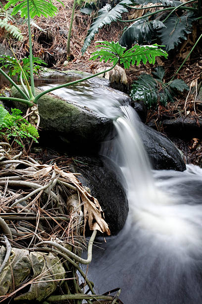 Tropical Waterfall stock photo