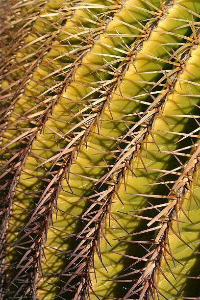 Cactus Thorns stock photo