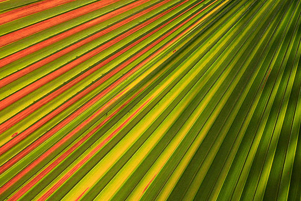Colorfull Palm leaf stock photo