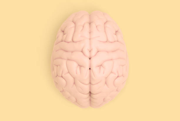 istock Human brain in top view isolated on yellow pastel BG 969210908