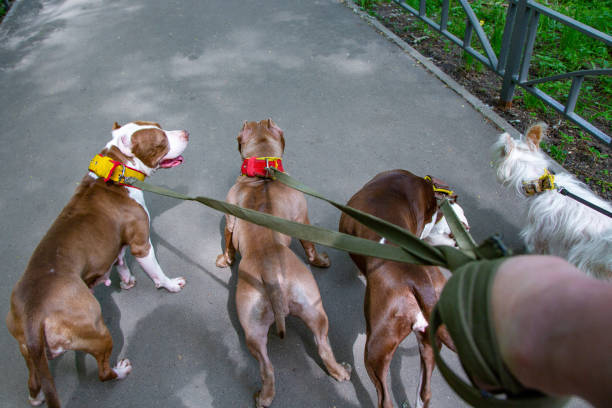 istock dogs walking in park in collars on leashes 969210934