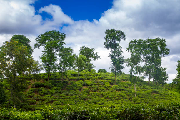 istock Fresh and soft Tea leaves in Fresh Garden. 969211146