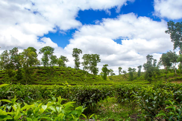 istock Fresh and soft Tea leaves in Fresh Garden. 969211452
