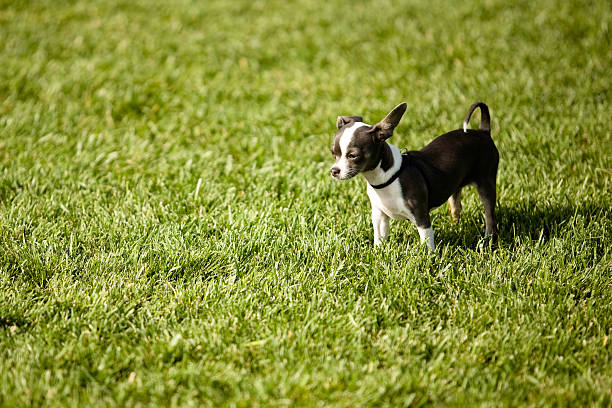 The Little Dog stock photo