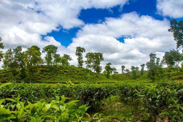 Fresh and soft Tea leaves in Fresh Garden.
