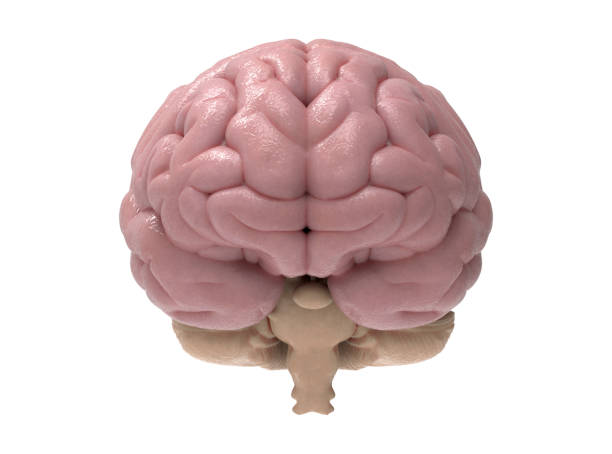 3D realistic brain illustration isolated on white BG