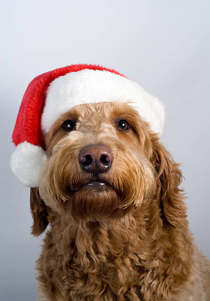 istock Golden doodle santa hat 96921279