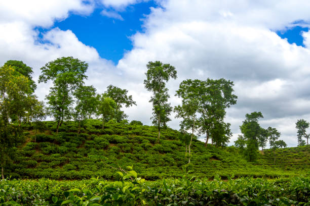 istock Fresh and soft Tea leaves in Fresh Garden. 969215642