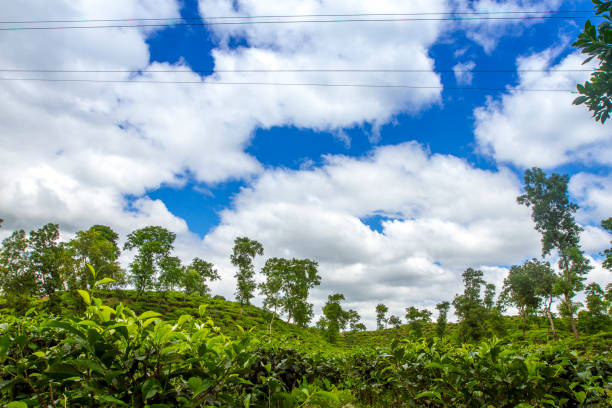 istock Fresh and soft Tea leaves in Fresh Garden. 969217786