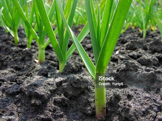 Piantagione Di Aglio - Fotografie stock e altre immagini di Aglio - Alliacee - Aglio - Alliacee, Agricoltura, Alliacee