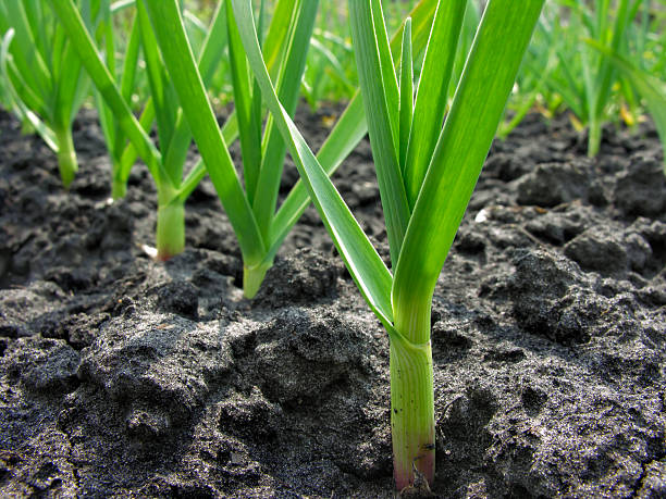 istock plantation of  garlic 96921836