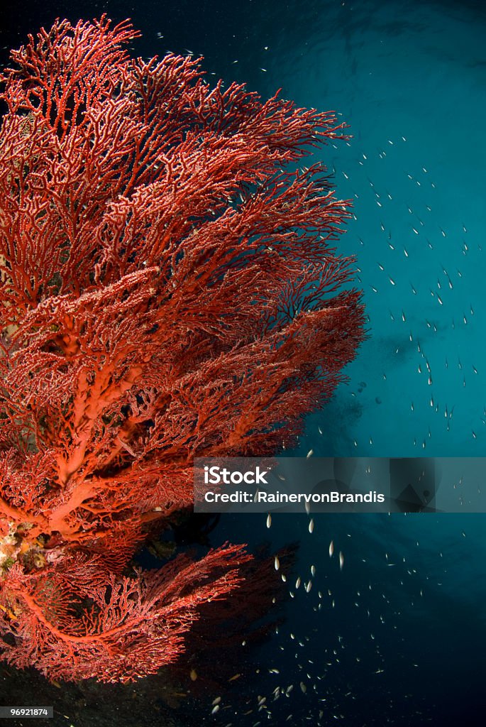 Fuego coral - Foto de stock de Arrecife - Fenómeno natural libre de derechos