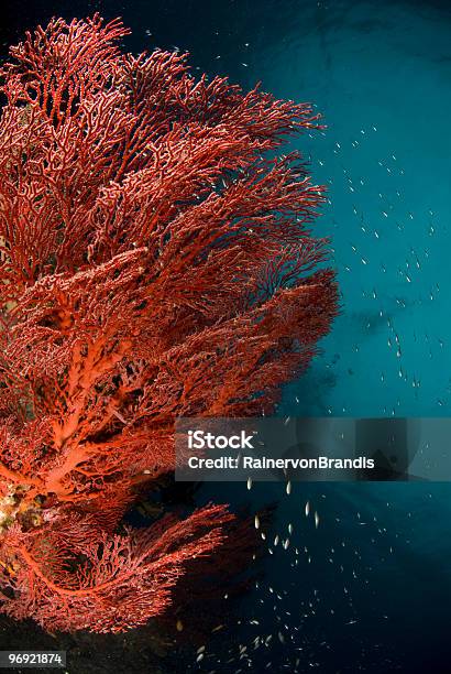 Fuego Coral Foto de stock y más banco de imágenes de Arrecife - Fenómeno natural - Arrecife - Fenómeno natural, Buceo con equipo, Color - Tipo de imagen