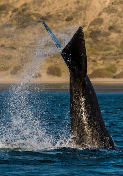 istock Whale in Patagonia 969220572