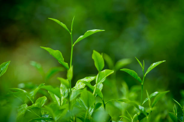 istock Fresh and soft Tea leaves in Fresh Garden. 969226728