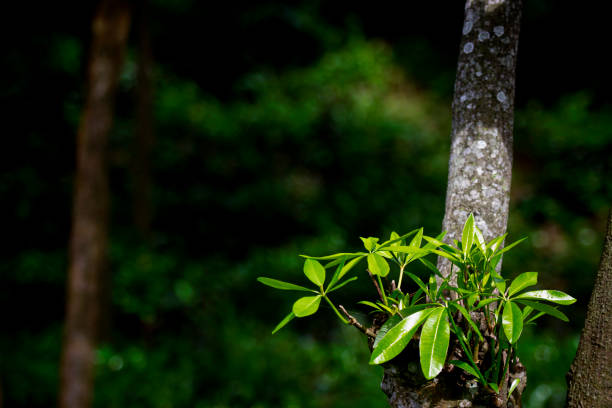 istock Fresh and soft Tea leaves in Fresh Garden. 969231430
